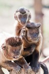Capuchinos